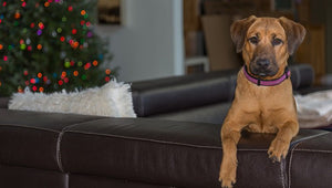 Protecting Your Leather Furniture From Pets