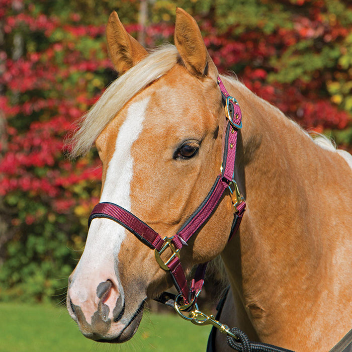 Leather Halters or Leather Headcollars: Horses Accessories